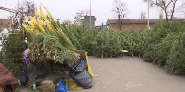 Жители Кубани рассказали, как выбирают новогодние елки