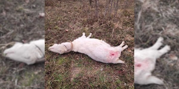 В Новороссийске после убийства коз на экоферме полицейские проведут экспертизу