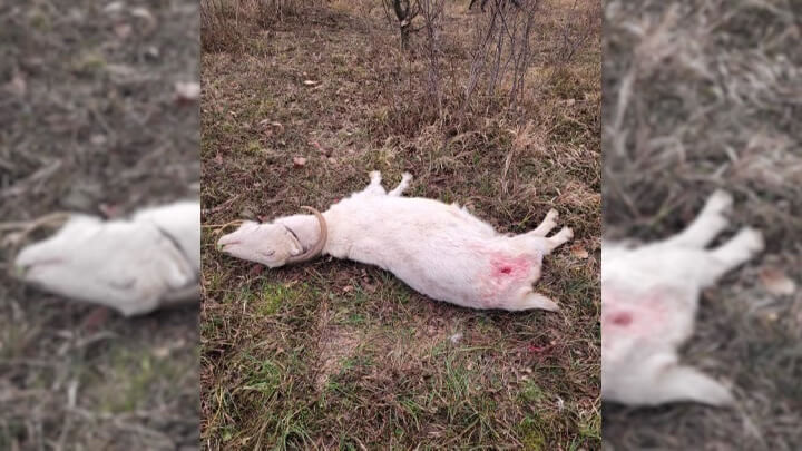В Новороссийске неизвестные убили коз на экоферме. «Факты»