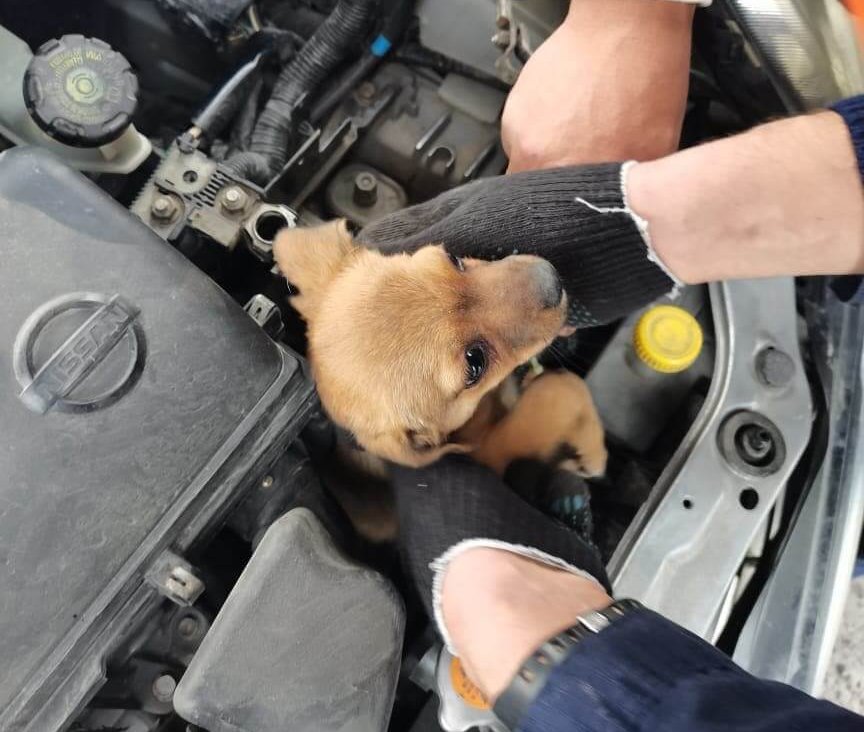В Новороссийске спасатели достали щенка из моторного отсека машины