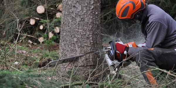 В Новороссийске на территории заказника незаконно вырубили деревья на 300 тыс. рублей