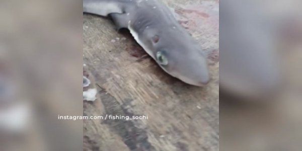 В Сочи рыбаки поймали в сети акулу