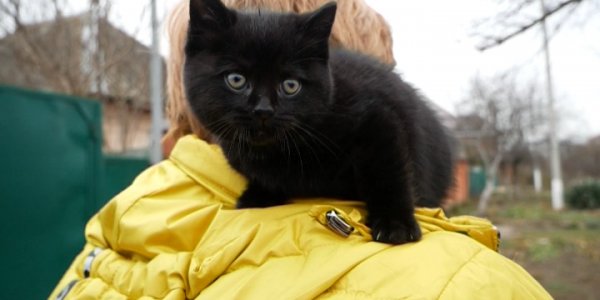 В Лабинске кошка приносит своих котят в зоомагазин, чтобы пристроить в семью
