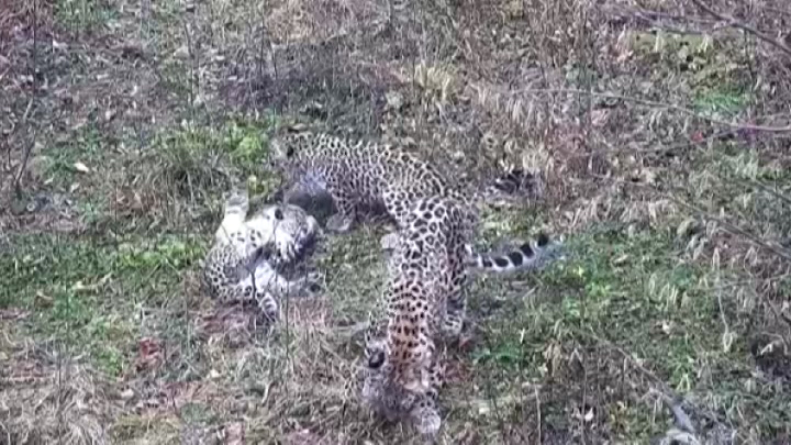 В Сочи котята леопарда сыграли с мамой в чехарду