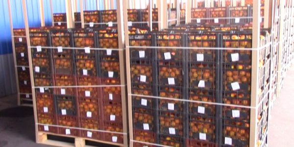 На Кубань с начала сезона привезли более 15 тонн абхазских мандаринов