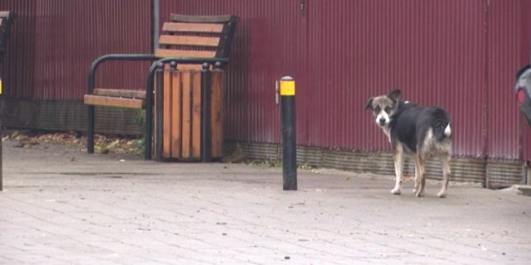 В Краснодаре бездомные собаки напали на девушку и прокусили ей ногу
