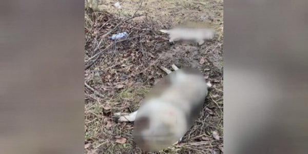 В Кореновском районе зоозащитники обнаружили убитых животных