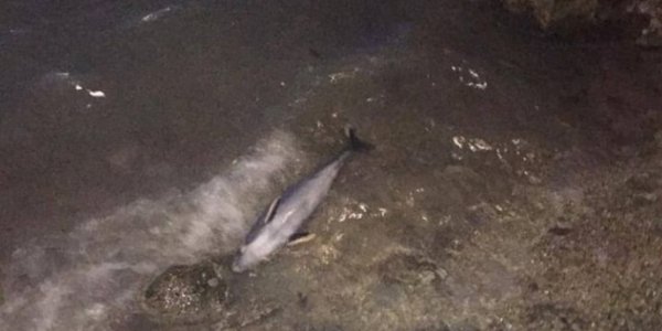 В Геленджике на берегу моря нашли мертвого дельфина