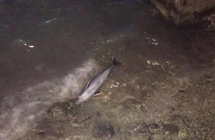 В Геленджике на берегу моря нашли мертвого дельфина