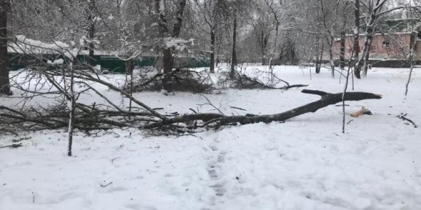 В парке Ейска из-за непогоды начали падать деревья