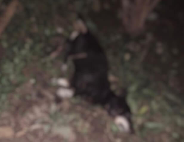 В Анапе пьяный мужчина выбросил собаку из окна многоэтажки, она погибла