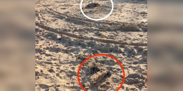 На пляжах Темрюкского района нашли мертвых дельфинов