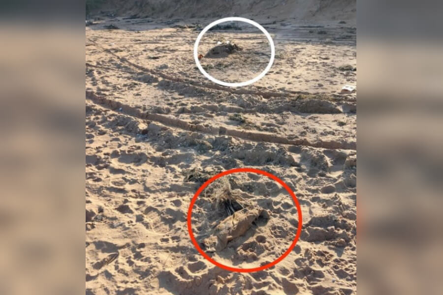 На пляжах Темрюкского района нашли мертвых дельфинов