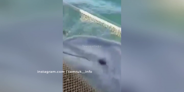 В Темрюкском районе рыбаки вызволили дельфина из сетей