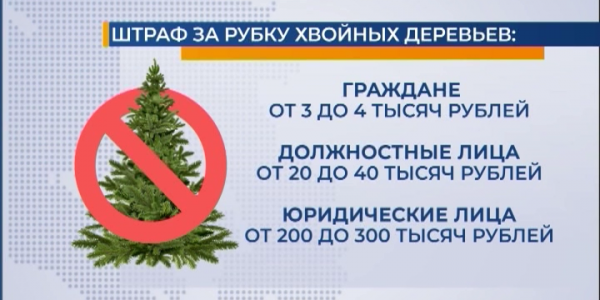Минприроды РФ: штраф за самовольную вырубку елок — от 3 тыс. до 300 тыс. рублей