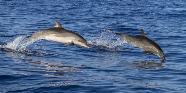 Госдума запретила промышленный и прибрежный вылов китов и дельфинов