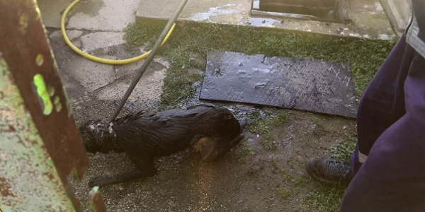 В Лабинском районе спасатели вытащили собаку из канализационной ямы