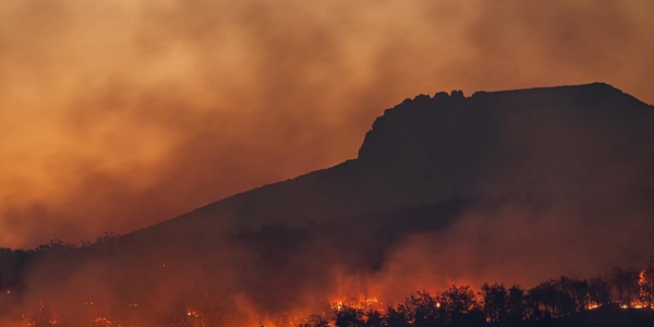 В Краснодарском крае с начала года число лесных пожаров снизилось в 8 раз