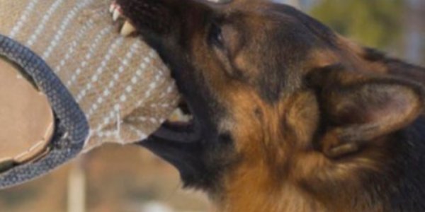 В Новороссийске приехавшего на вызов медика покусала собака пациента