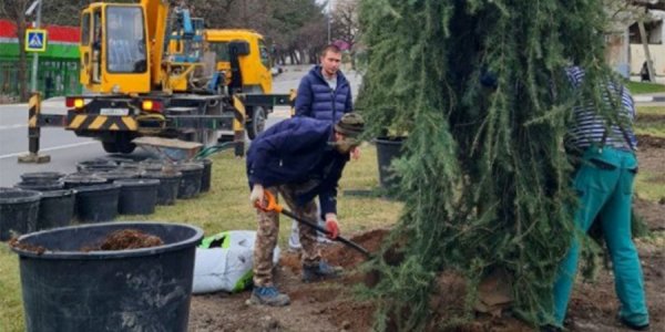 В центре Геленджика высадили кедры