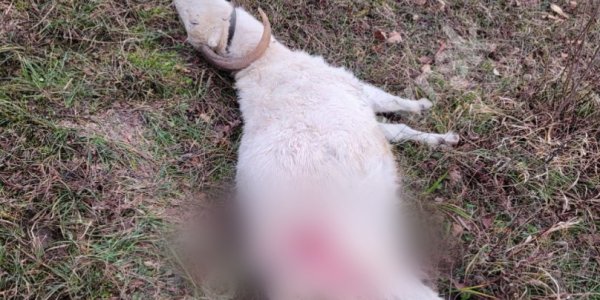 В Новороссийске около контактной фермы неизвестные застрелили двух домашних коз