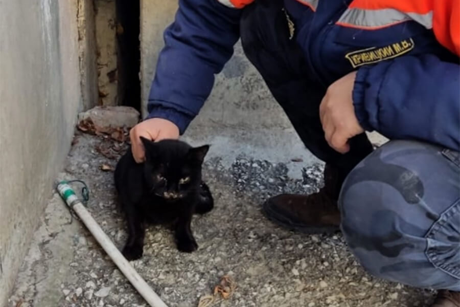 В Новороссийске кот три дня просидел под крыльцом дома, его достали удавкой