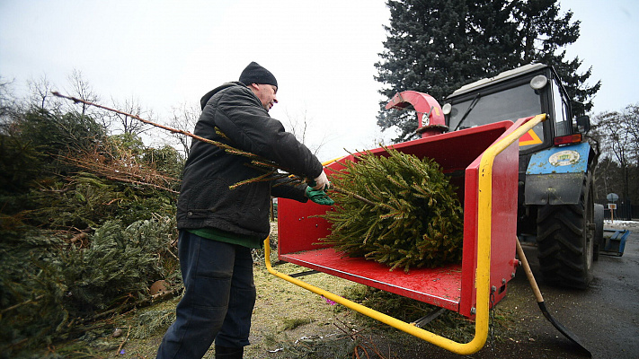 Жители Сочи могут отдать новогоднюю елку на переработку