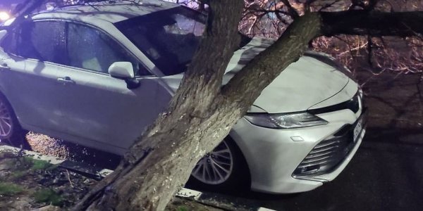 В Новороссийске дерево упало на две припаркованные машины