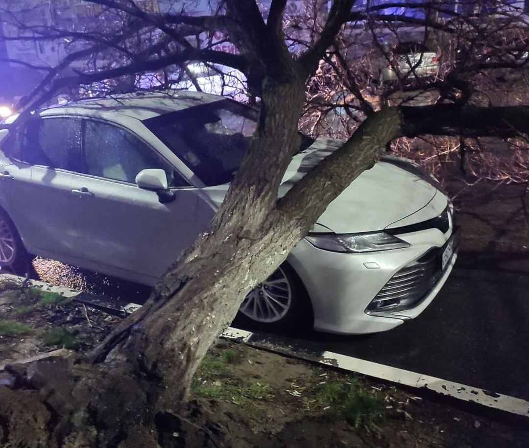 В Новороссийске дерево упало на две припаркованные машины