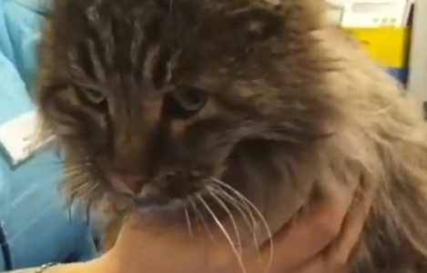 В Краснодаре неизвестные подорвали петардой кота, местная жительница спасла его