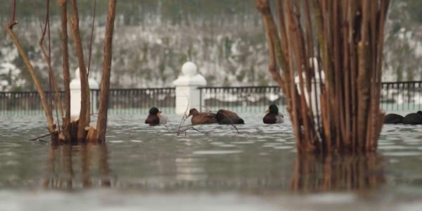 Из-за снегопада парковая зона Абрау-Дюрсо ушла под воду