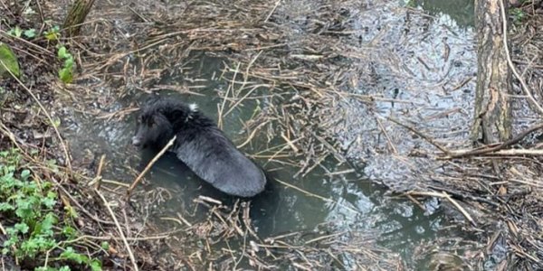 В пригороде Новороссийска спасатели помогли собаке выбраться из ливневки