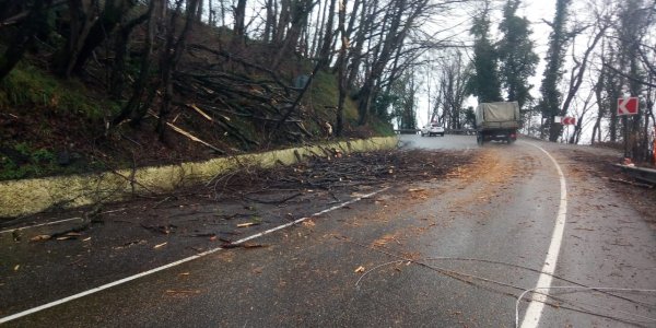 На трассе Джубга — Сочи на проезжую часть упали восемь деревьев