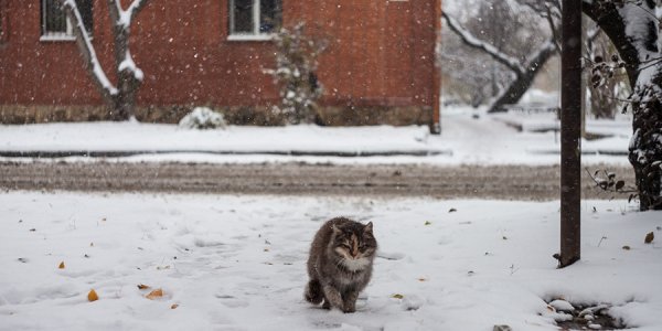 Снег, мороз, гололед и туман ожидаются 23 января в Краснодарском крае