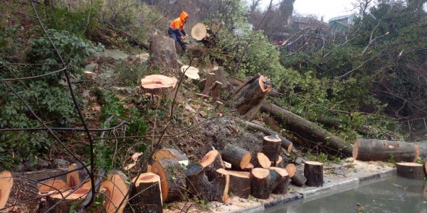 На трассе в районе Туапсе восстановили движение, затрудненное упавшим деревом