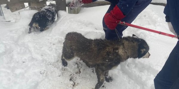 В Новороссийске спасатели достали собаку из ямы