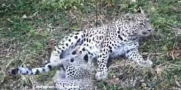 В Сочинском нацпарке котятам леопарда дали имена