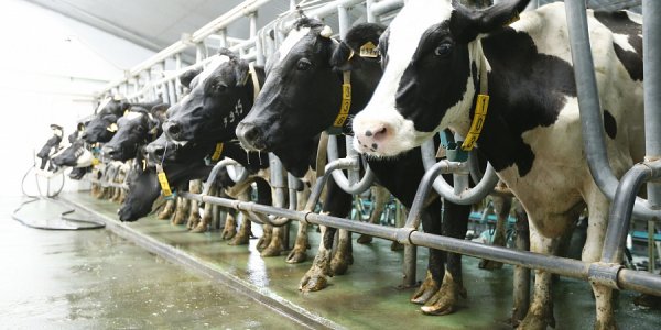 На Кубани в этом году планируют произвести более 1,5 млн тонн молока