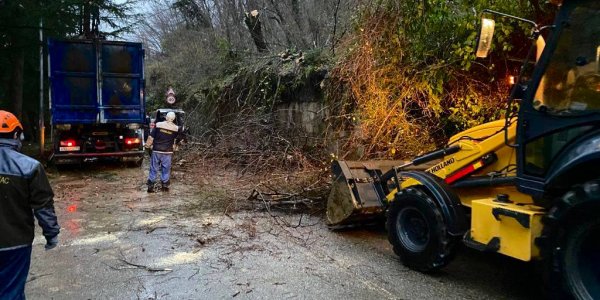 В Сочи оползень повалил деревья на проезжую часть