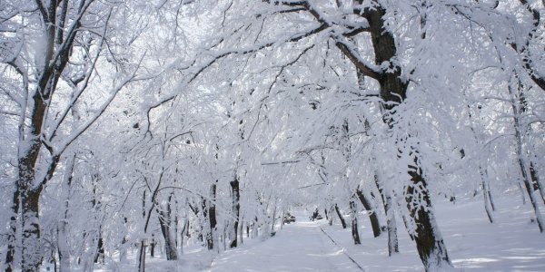 В горах Сочи объявили штормовое предупреждение из-за сильных снегопадов