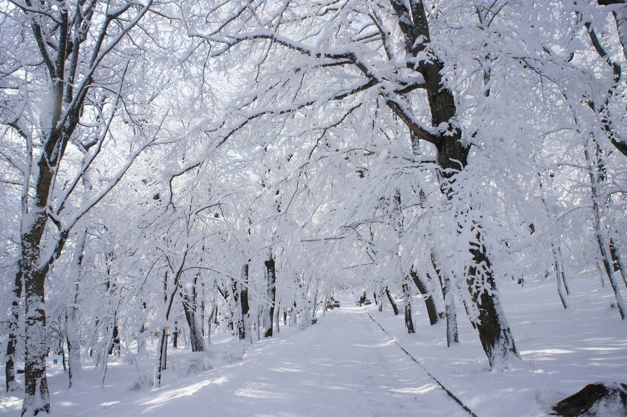 В горах Сочи объявили штормовое предупреждение из-за сильных снегопадов