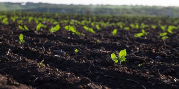 На мониторинг плодородия почв на Кубани в 2022 году выделят 20 млн рублей