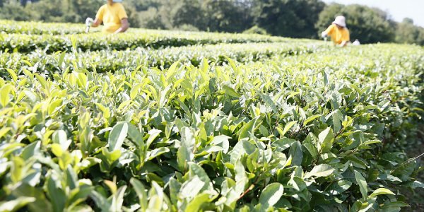 Кондратьев: в Краснодарском крае в 2021 году собрали 387,3 тонн чая