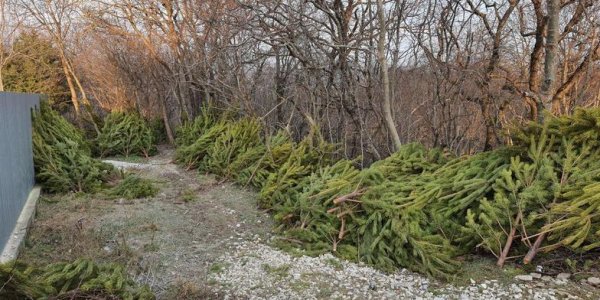 В Новороссийске обнаружили кладбище новогодних елок