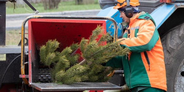 Жители Анапы могут сдать новогодние елки на переработку