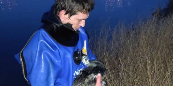 В Новороссийске спасатели достали из моря утку, которую жители приняли за собаку