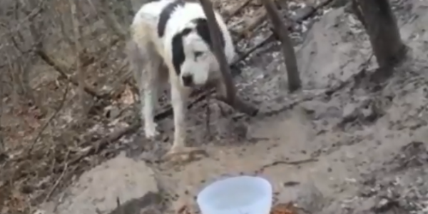 В лесу под Новороссийском неизвестные привязали собаку и бросили ее умирать  