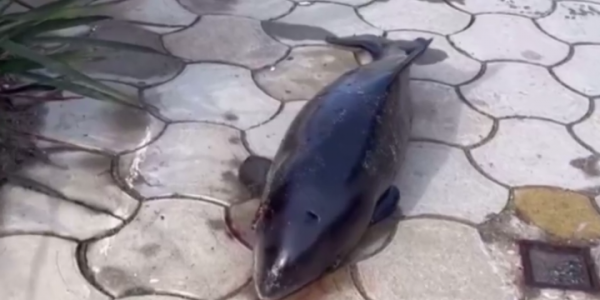 В Сочи во время шторма на набережную выбросило мертвого дельфина