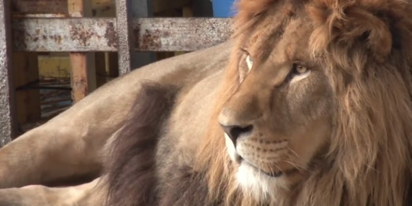 Жители Анапы обеспокоены судьбой льва, рычащего в клетке в центре города