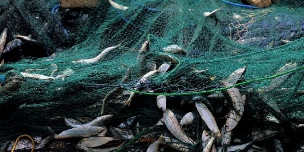 В Приморско-Ахтарском районе браконьеры наловили рыбы на 300 тыс. рублей